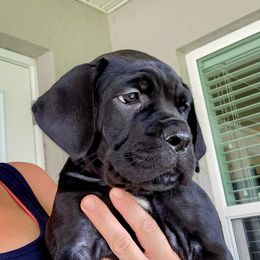 Dancing Queen - Black female Cane Corso puppy in Palm Coast, Florida from Northgold Cane Corso