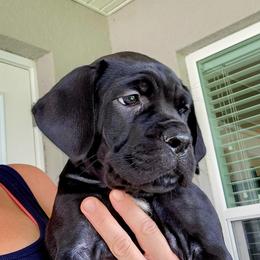 Dancing Queen - Black female Cane Corso puppy in Palm Coast, Florida from Northgold Cane Corso