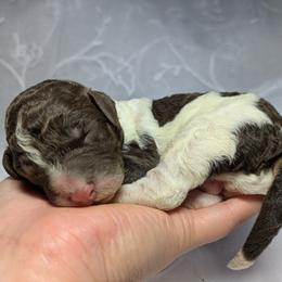 Grey Collar Male - Parti male Poodle puppy in Tehama County, California from Hals Pals K9s