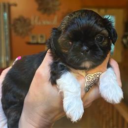 Gazelle - Sable and white female Shih Tzu puppy in Nekoosa, Wisconsin from Brox Acres House of Fur LLC