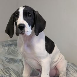Bianca - Black and white female Great Dane puppy in Bay City, Michigan from Monarch Danes