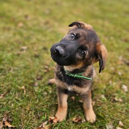 Green - Sable female German Shepherd puppy in Motley, Minnesota from Von Thomson Haus