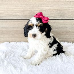 Caramello - Tri-color female Cavapoo puppy in Dayton, Idaho from Rocky Ledge Puppies