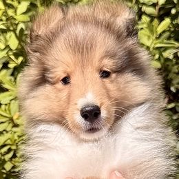 Lovely puppy with a really nice personality and a gorgeous expresssion. - Sable and white male Shetland Sheepdog puppy in Chapel Hill, North Carolina from Solange Shelties