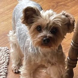 Frankie - Yorkshire Terrier