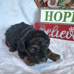 Carrie - Silver female Poodle puppy in Mountain Grove, Missouri from Davisfurbabies