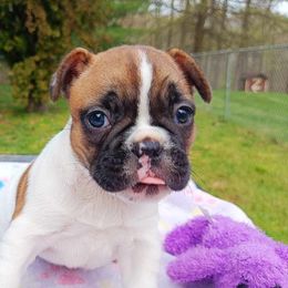 Bichon Frise and French Bulldog Puppies from Michael & Nataliya's Pups