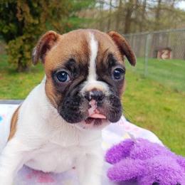 Bichon Frise and French Bulldog Puppies from Michael & Nataliya's Pups