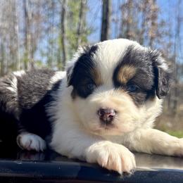 Aurora - Blue merle female Miniature Australian Shepherd puppy in Michie, Tennessee from Acton Aussies