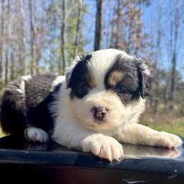 Aurora - Blue merle female Miniature Australian Shepherd puppy in Michie, Tennessee from Acton Aussies