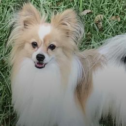 Papillons from Inspire Papillon