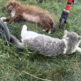 Aussiedoodle, Miniature Australian Shepherd, Poodle, and Toy Australian Shepherd Puppies from Mowry Creek Mini Aussiedoodles and More