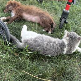Aussiedoodle, Miniature Australian Shepherd, Poodle, and Toy Australian Shepherd Puppies from Mowry Creek Mini Aussiedoodles and More