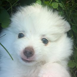 Pomeranian Puppies from Textilepoms