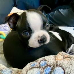 Sweet Pea (Americus) born in the yr of our 250th yr - Black and white female Boston Terrier puppy in Murrells Inlet, South Carolina from Inlet Boston Terriers