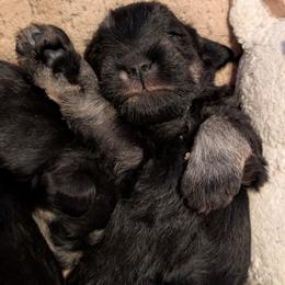 Alpine - Black and silver male Miniature Schnauzer puppy in Cody, Wyoming from Bliss Creek MTN Meadows