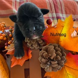 Nutmeg - Brindle female Boxer puppy in Catawba, South Carolina from Happy Go Boxers