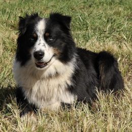 Aussiedoodles and Australian Shepherds from AK Aussies