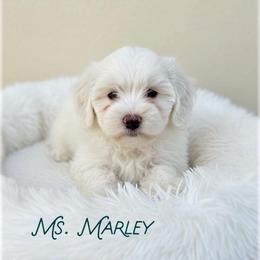 Ms. Marley - Cream female Goldendoodle puppy in Sacramento, California from Dandy Doodles Goldendoodles