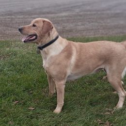 UNO - Labrador Retriever