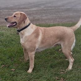 UNO - Labrador Retriever