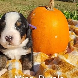 Miss. Purple - Black rust and white female Bernese Mountain Dog puppy in Weatherly, Pennsylvania from RC Farm
