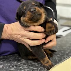 Pink-white collar - Black and rust female Beauceron puppy in Floyd’s Knobs, Indiana from Birdwing Beaucerons