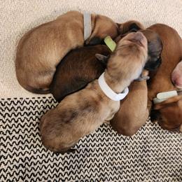 Dachshund Puppies from Dogwood Acre Dachshunds