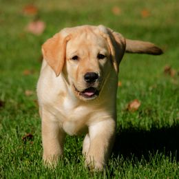 Gordon Setter and Labrador Retriever Puppies from Fenwyck