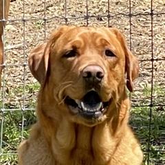 Ruby - Labrador Retriever
