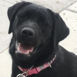 Labrador Retrievers from Flying Star