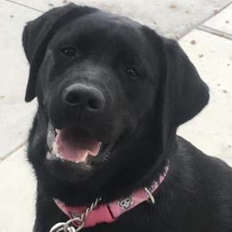Labrador Retrievers from Flying Star