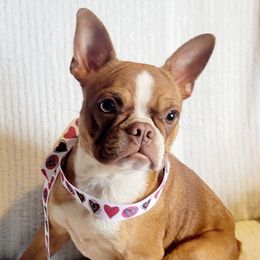 Boston Terriers from Chrysco Boston Terriers