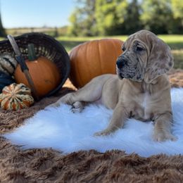 Lara - Merle female Great Dane puppy in Waseca, Minnesota from Northern Soul Great Danes