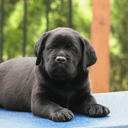 Golden Retrievers and Labrador Retrievers from Twisted Ranch Retrievers