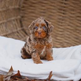 Australian Mountain Doodle, Bernedoodle, and Cavapoo Puppies from Cedar Wood Farms