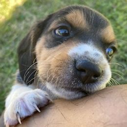 Beagles from Happy Beagles Pups