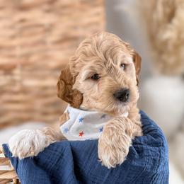 Bramble - Apricot male Goldendoodle puppy in Russell Springs, Kentucky from Milk & Honey Doodles