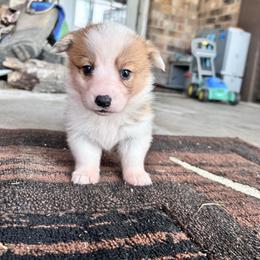 Girl 4 (Ariel) - Fawn female Pembroke Welsh Corgi puppy in Brazoria, Texas from Diamond Bar H