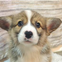 Oak - Sable male Pembroke Welsh Corgi puppy in Adairsville, Georgia from Ingram's Corgis