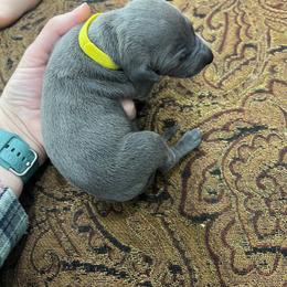 Amber - Blue female Italian Greyhound puppy in Fredonia, Arizona from Black Hill Italian Greyhounds