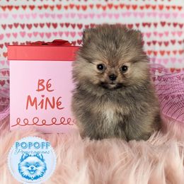 Pomeranian Puppies from Pop Off Pomeranians