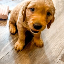 Golden Retriever and Labrador Retriever Puppies from All Around Retrievers LLC