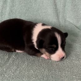American Corgi and Pembroke Welsh Corgi Puppies from Flying K Corgis