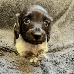 Ian - Piebald male Dachshund puppy in Huntington, Arkansas from Rockstar.Weiners