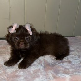 Aryss - Chocolate female Shih Tzu puppy in Memphis, Tennessee from Thorntons Fur Crew