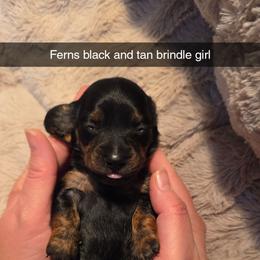 Black and Tan brindle - Brindle female Dachshund puppy in West Plains, Missouri from Spring Creek Dachshunds