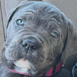 Cane Corso Puppies from Lower Arkansas Cane Corso