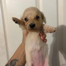 Ivy - Cream female Dachshund puppy in Conroe, Texas from Dots Dachshunds