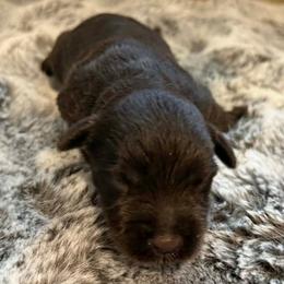 Billy - Liver male Miniature Schnauzer puppy in Agricola, Mississippi from Lorraine's Miniature Schnauzers